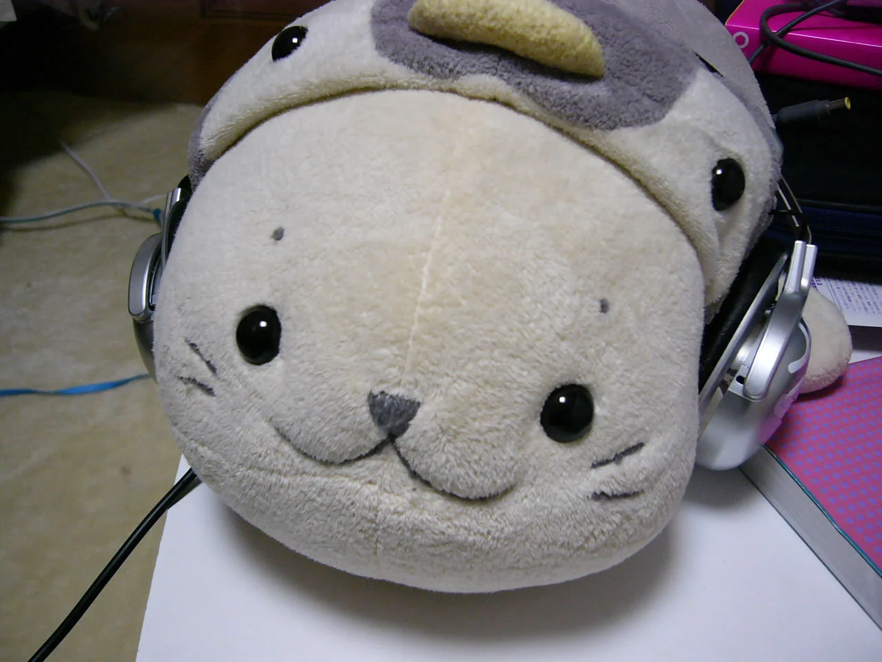 最近のしろたん