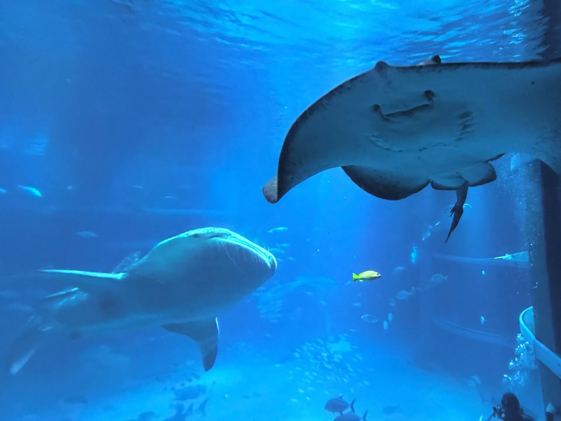 海遊館のジンベエザメ