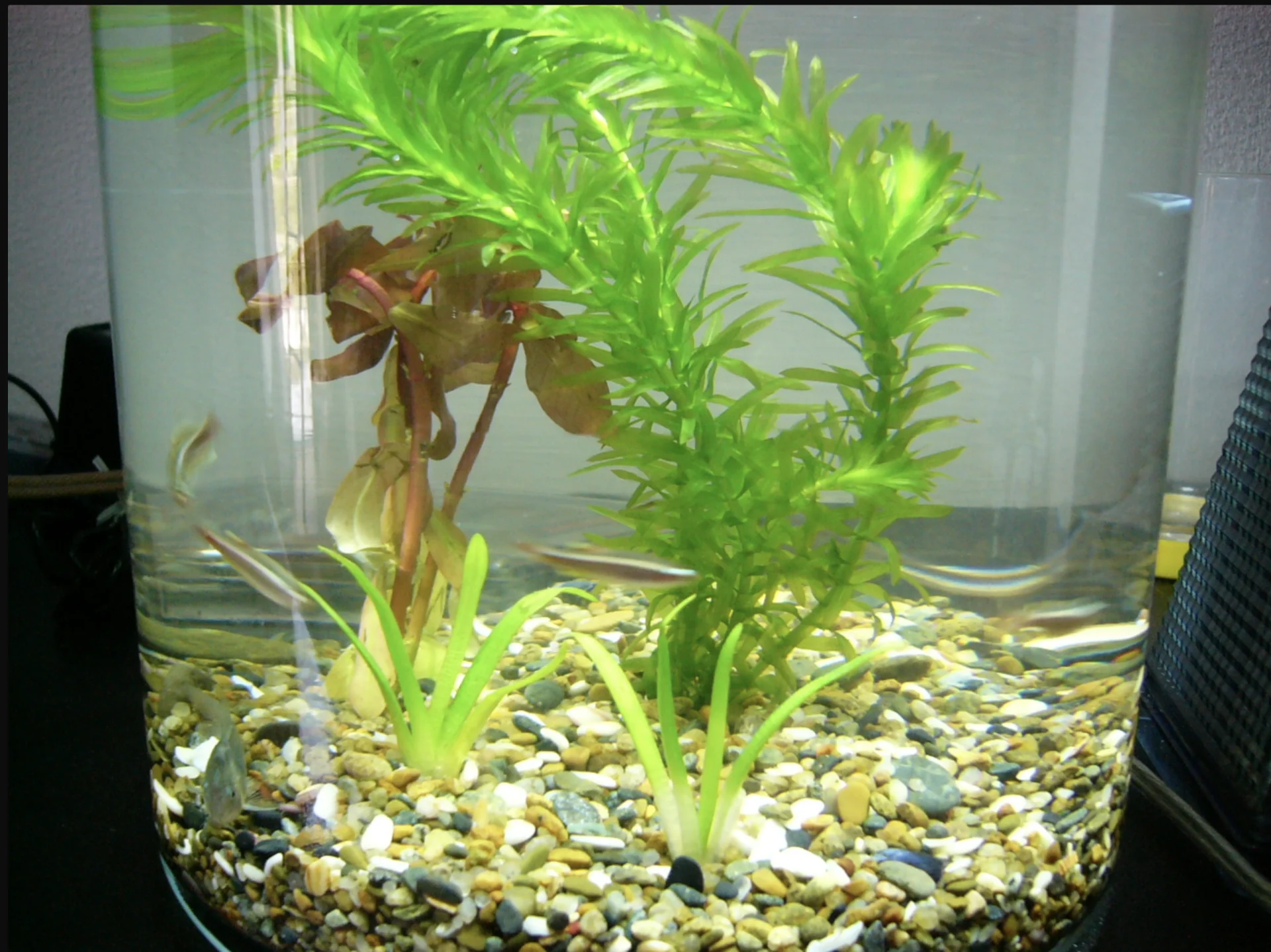 水槽がついにきたー！