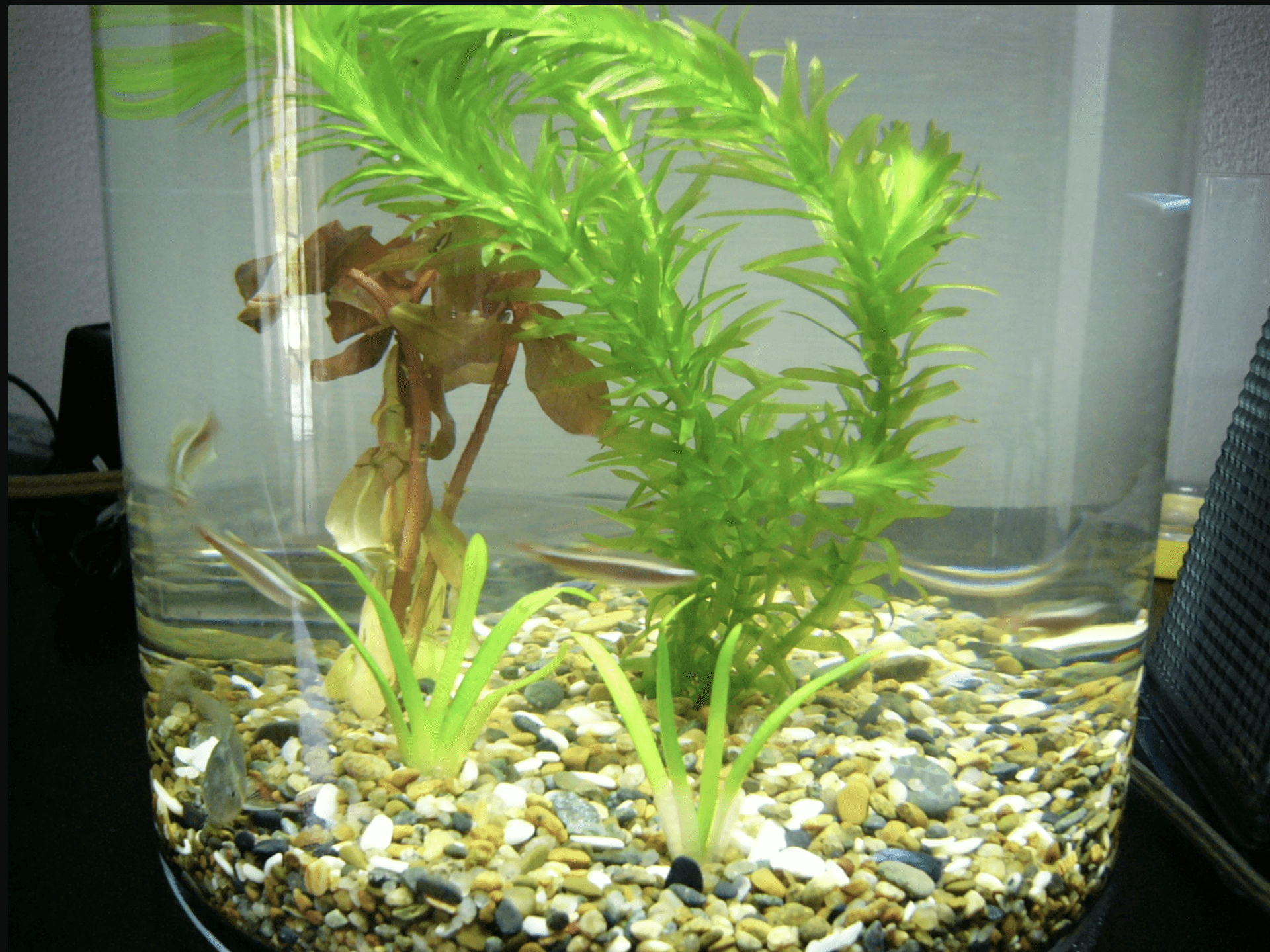 水槽がついにきたー！