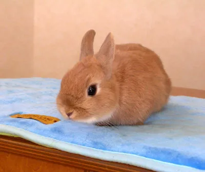 明日、予約しに行きます。